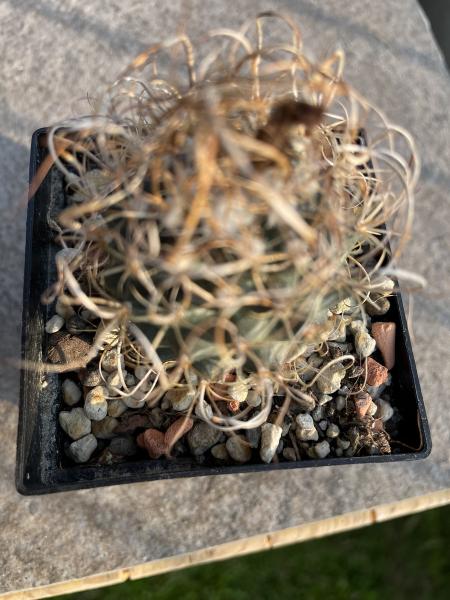 Turbinicarpus graminispinus